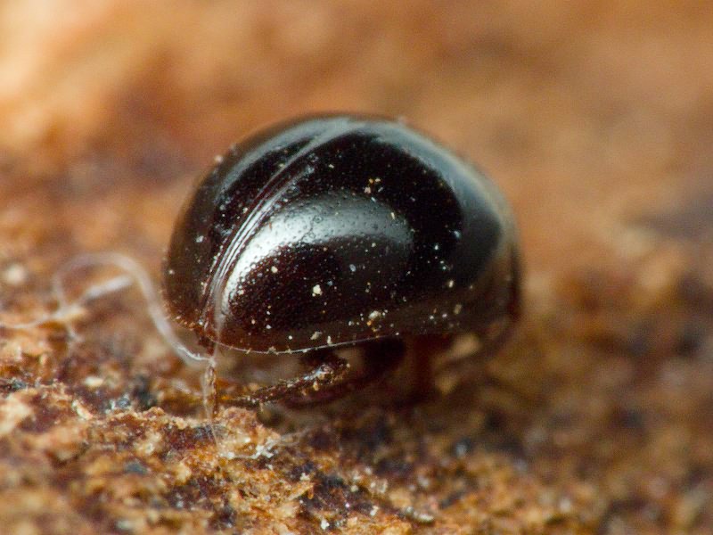 Anisotoma orbicularis (Herbst, 1791)